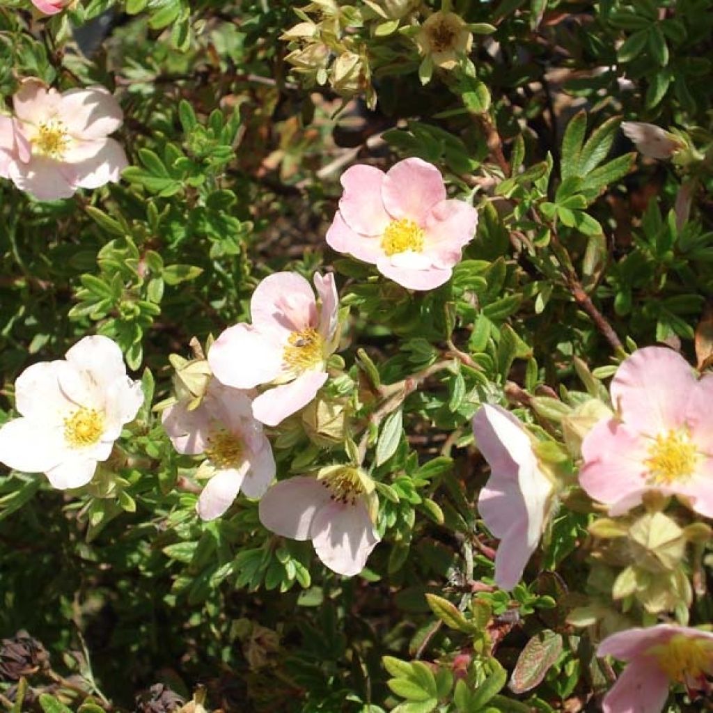 Potentilla fruticosa Princess Pink Queen - Shrubby Cinquefoil