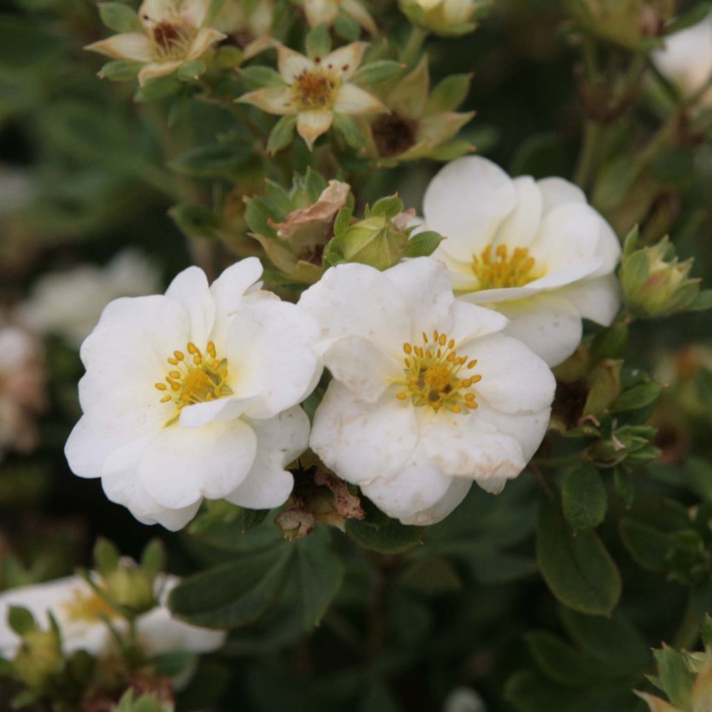 Potentilla fruticosa Crème Brûlée - Shrubby Cinquefoil