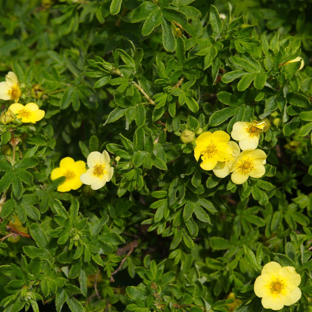 Potentilla fruticosa Sommerflor - Shrubby Cinquefoil