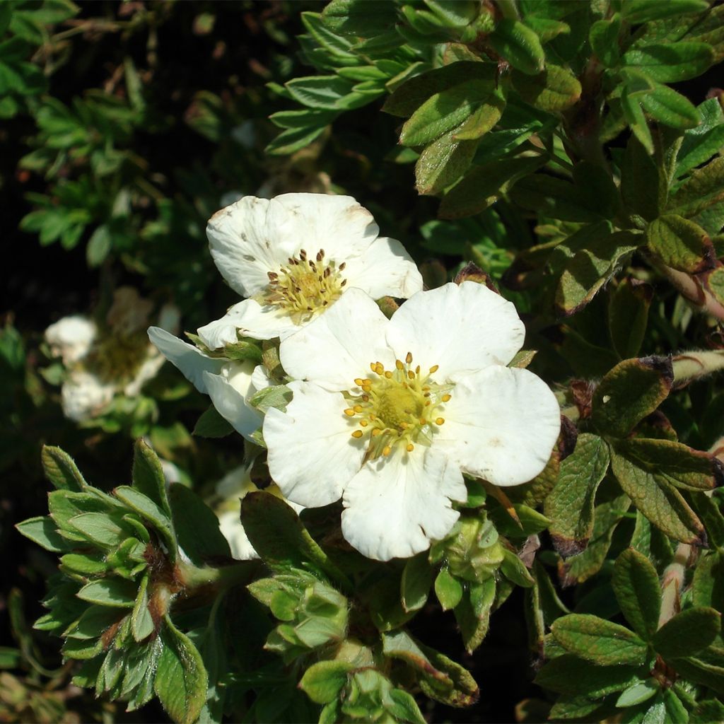 Potentilla fruticosa Tilford Cream - Shrubby Cinquefoil
