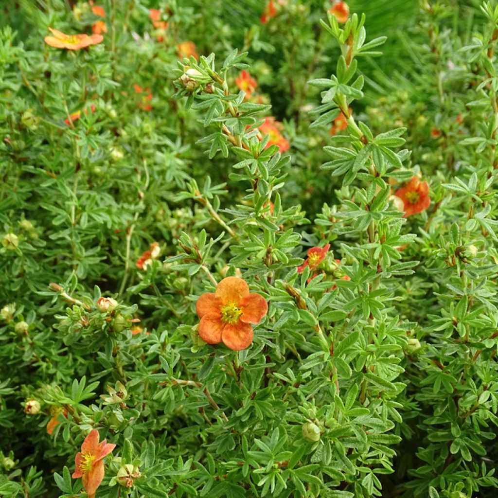 Potentilla fruticosa Orangissima - Shrubby Cinquefoil