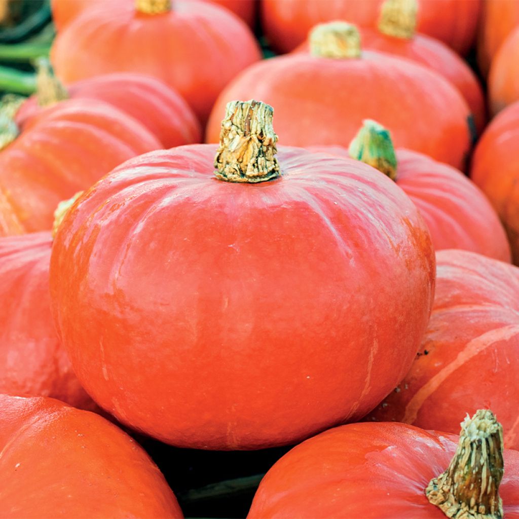 Cucurbita maxima Flexi Kuri F1 seeds - Potimarron, Squash