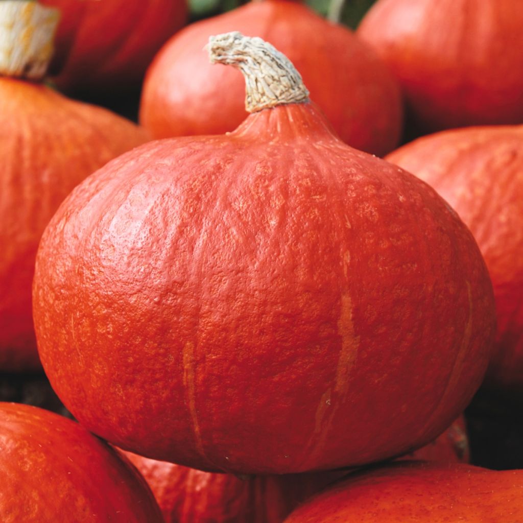 Cucurbita maxima Orange Summer F1 seeds - Uchiki Kuri type squash