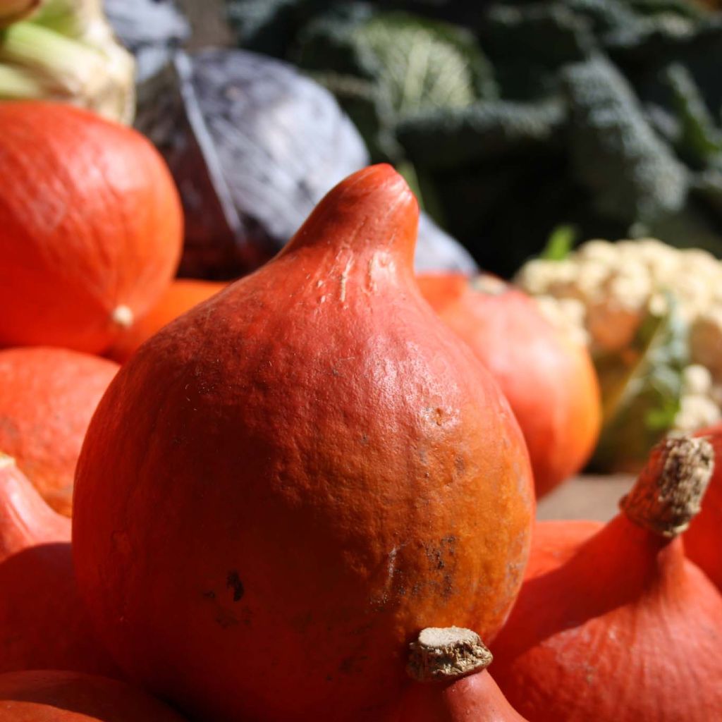Red Kabocha Squash Organic - Uchiki Kuri
