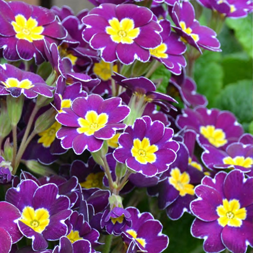 Primula elatior Veristar Late Twinkle Violet - Primula Crescendo Mix seeds - Oxlip
