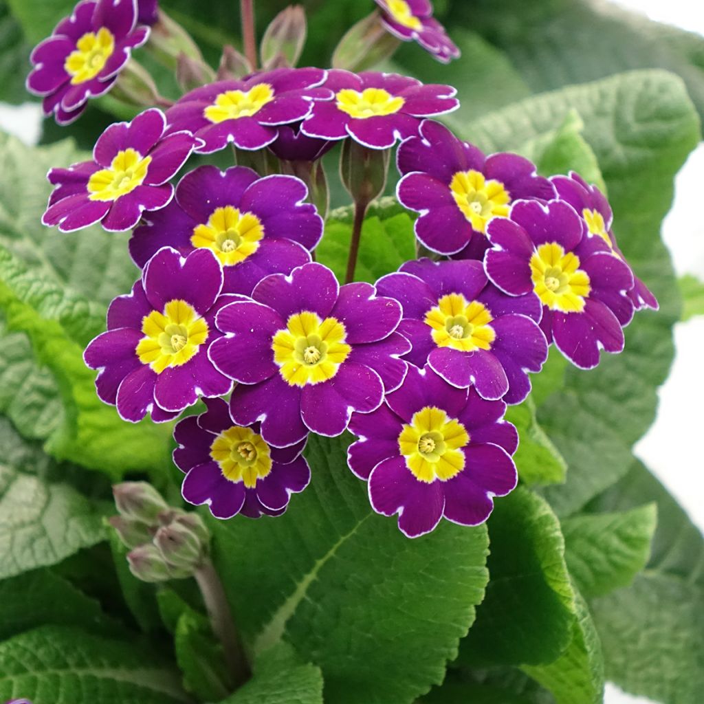 Primula elatior Veristar Late Twinkle Violet - Primula Crescendo Mix seeds - Oxlip