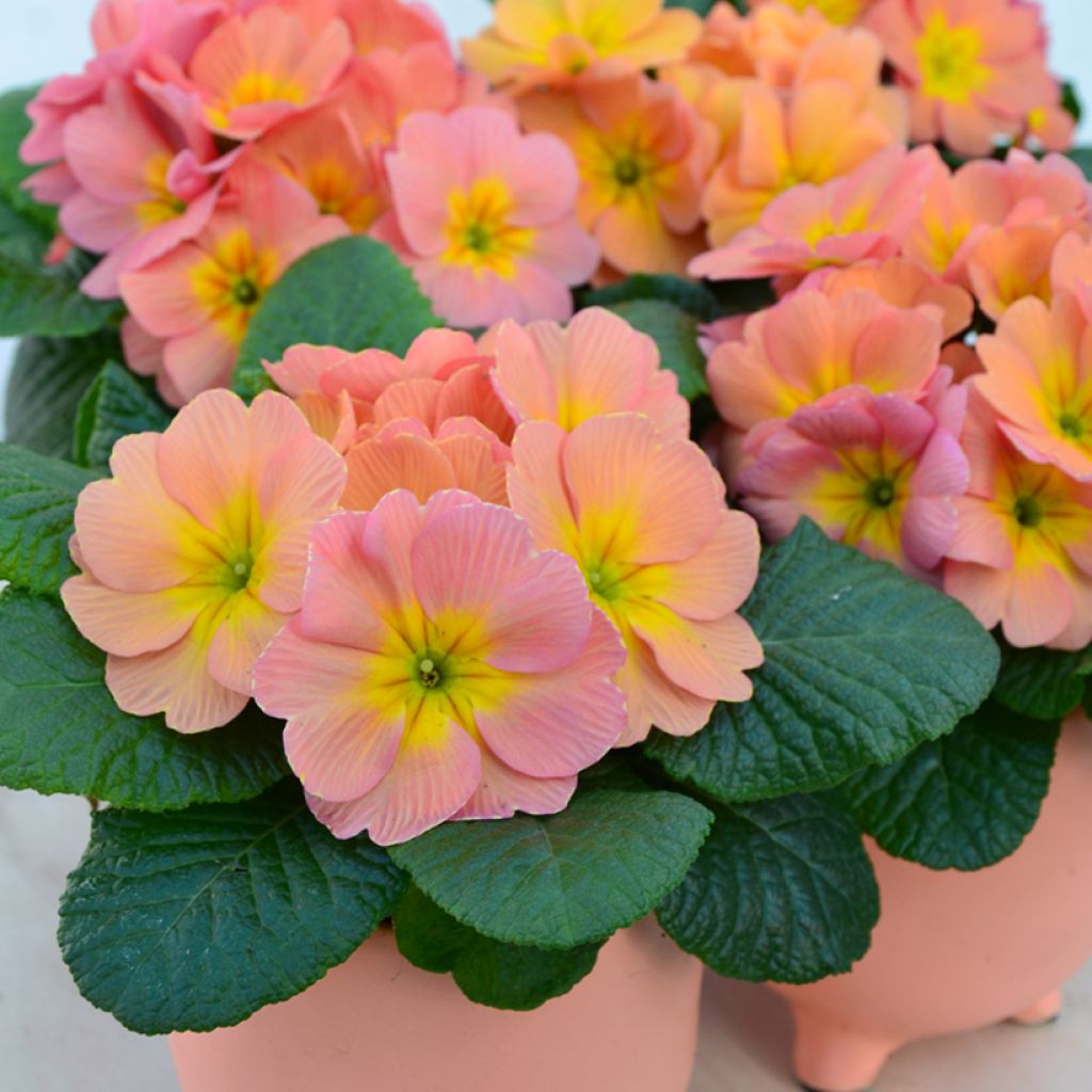 Primula vulgaris Mango F1 - English Primrose