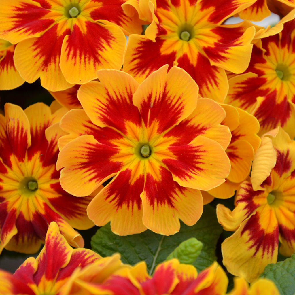 Primula vulgaris Starfire F1 - English Primrose