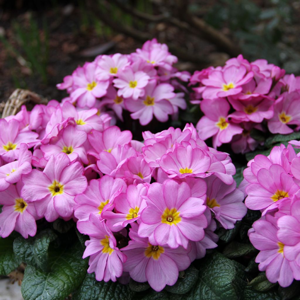 Primula vulgaris Woodland Rose - English Primrose