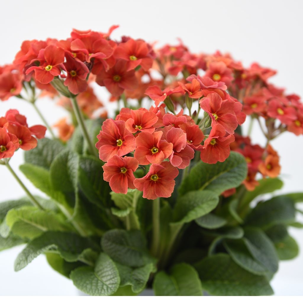 Primula Cottage Shades - Oxlip