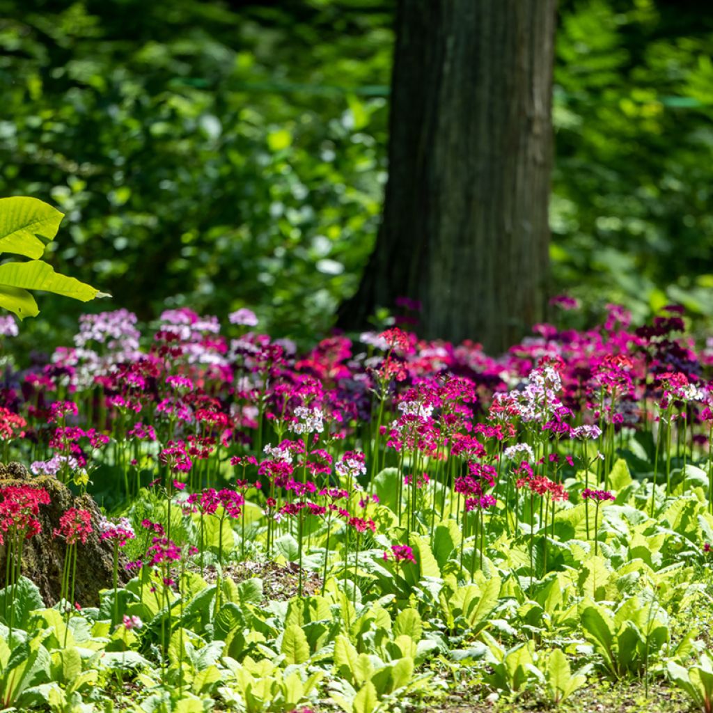 Primula japonica - Japanese Primrose
