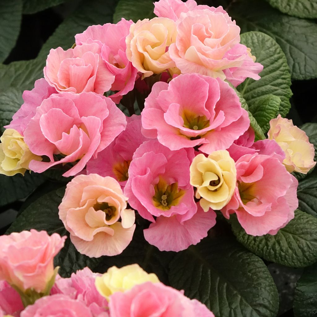 Primula vulgaris Rosebud F1 Tutti frutti - English Primrose