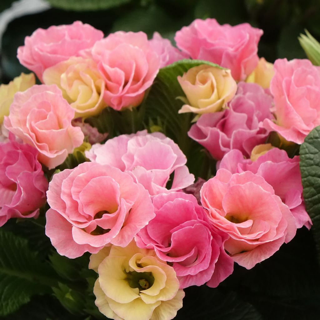 Primula vulgaris Rosebud F1 Tutti frutti - English Primrose