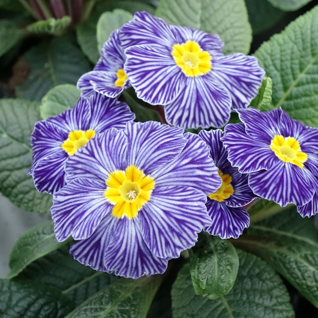 Primula vulgaris Zebra Blue- English Primrose