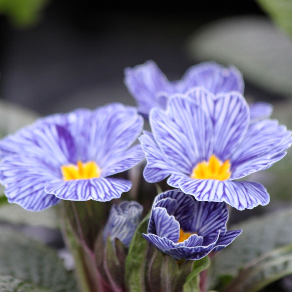 Primula vulgaris Zebra Blue- English Primrose