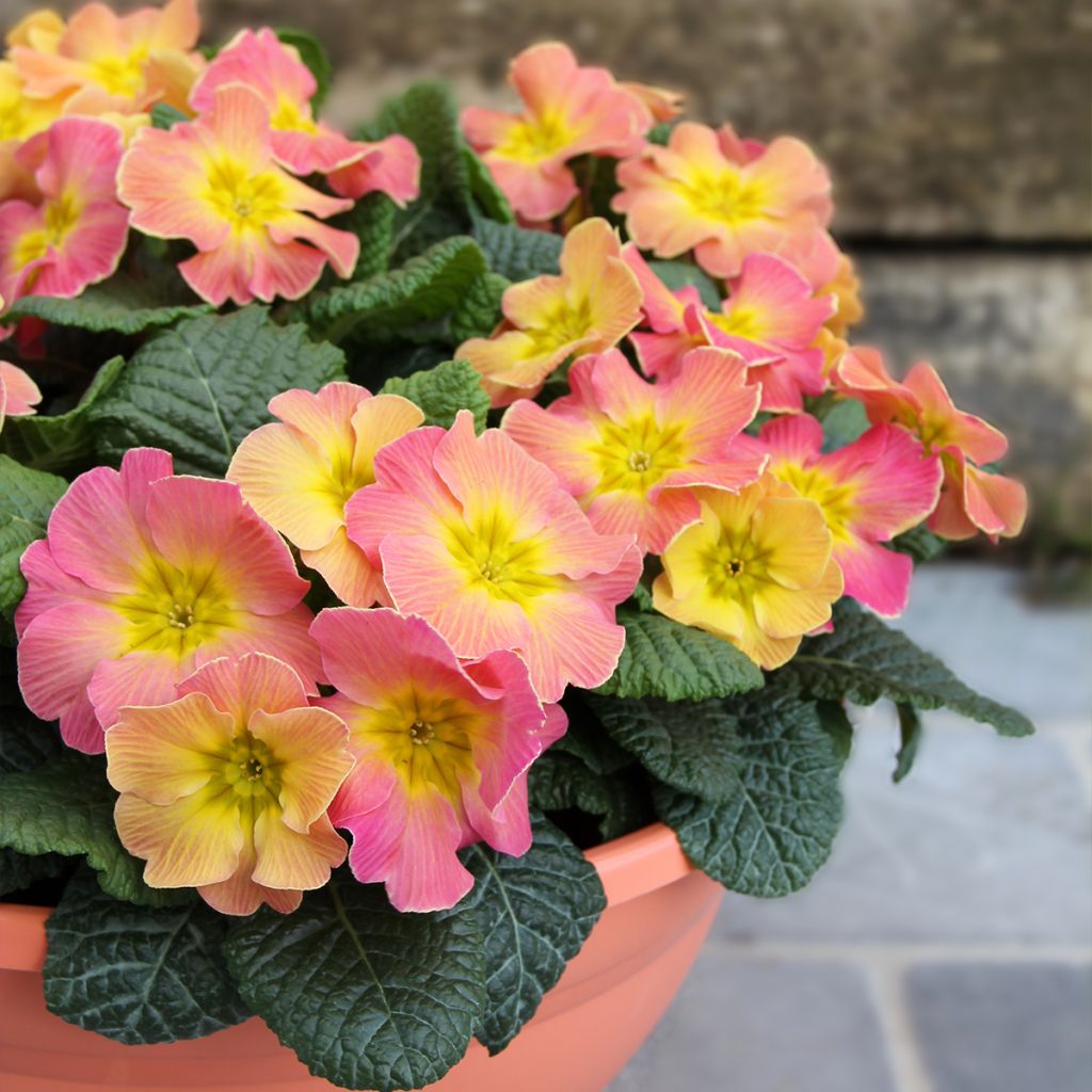Primula hybrida Chameleon F1 - Primrose
