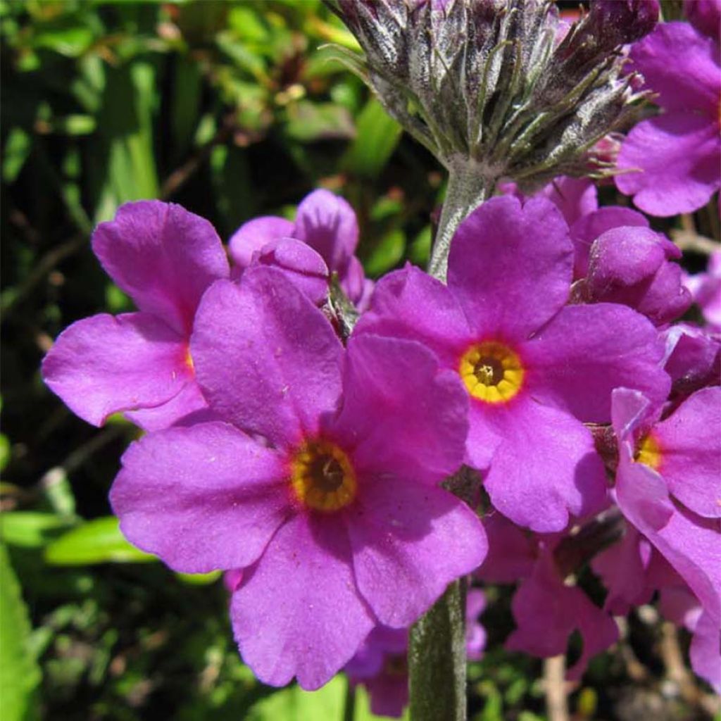 Primula beesiana - Primrose