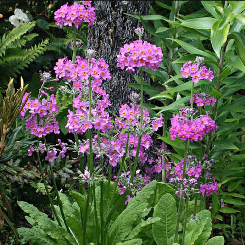 Primula beesiana - Primrose