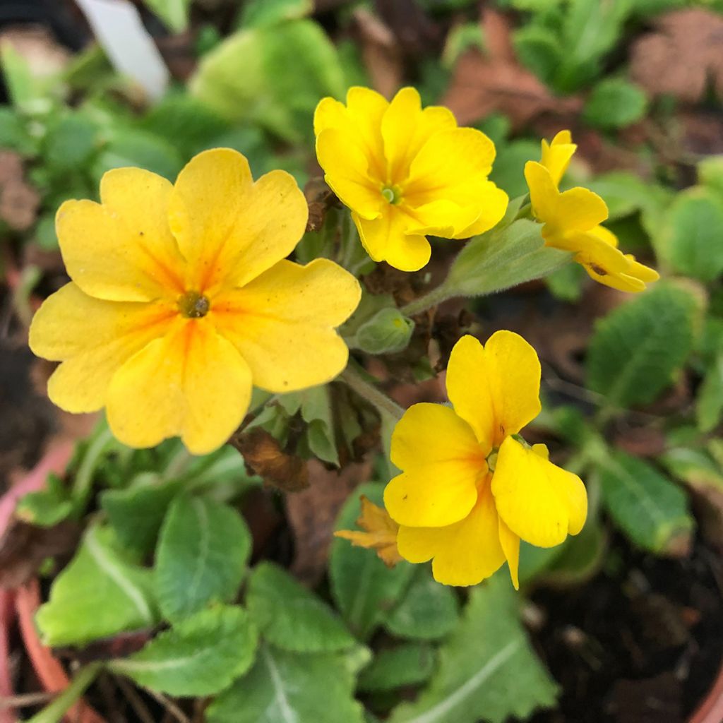 Primula eliator Veristar Yellow - Oxlip