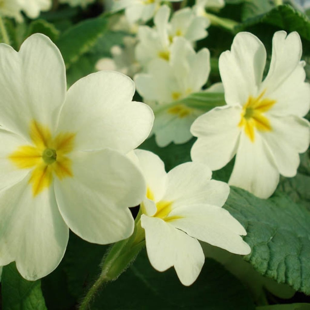 Primula vulgaris - English Primrose