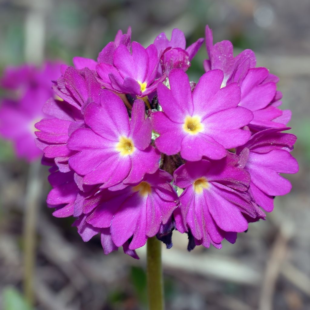 Primrose Prom Deep Rose - Primula denticulata