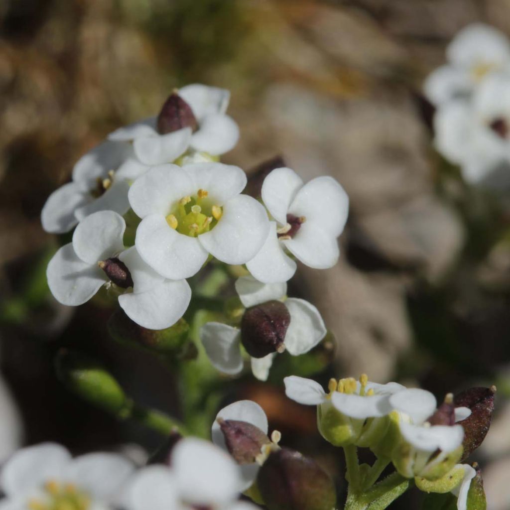 Hornungia (Pritzelago) alpina