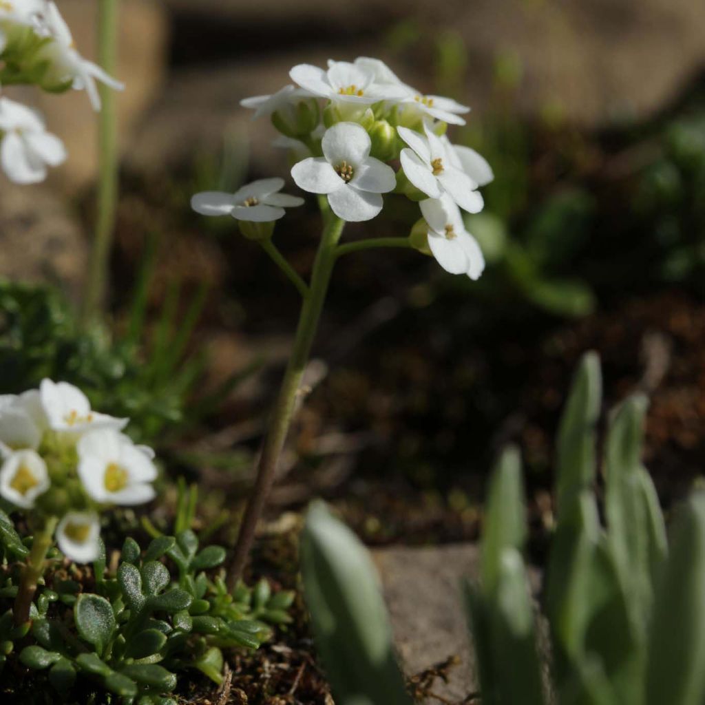 Hornungia (Pritzelago) alpina