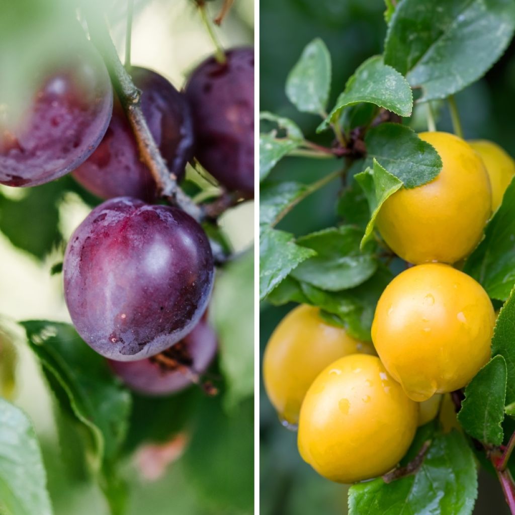 Two-in-one plum tree - Prunus Black Amber and Golden Japan