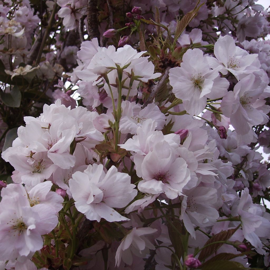 Prunus serrulata Amanogawa - Japanese Cherry