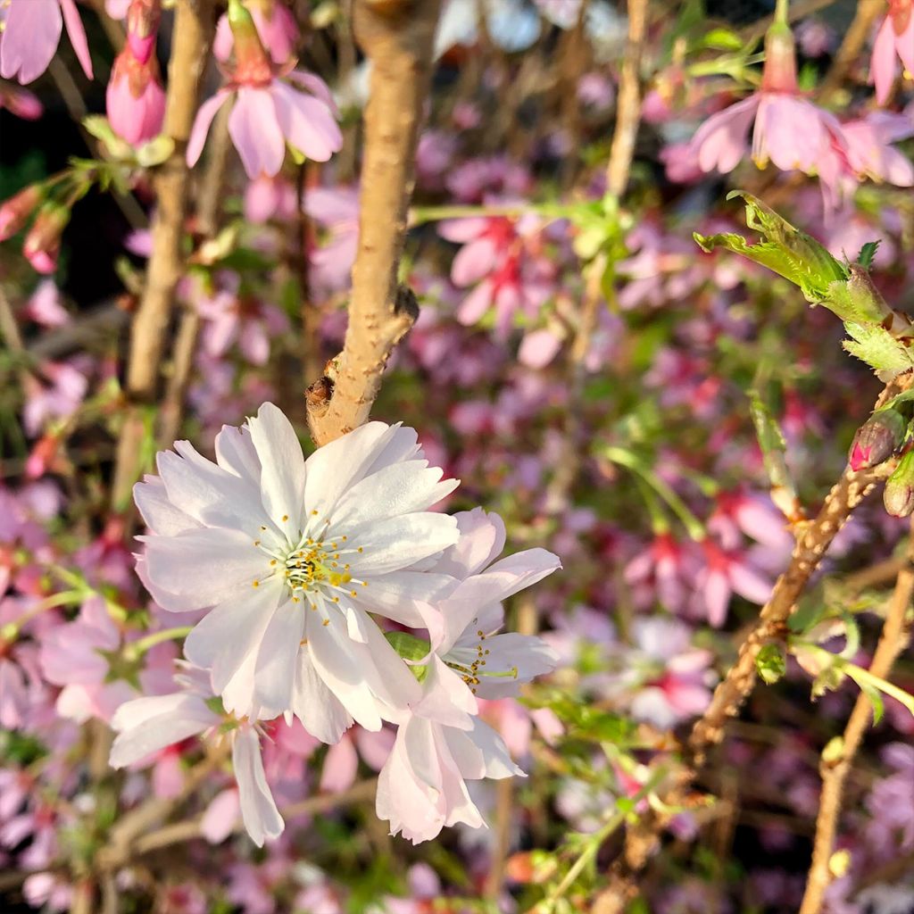 Prunus Okame - Cherry
