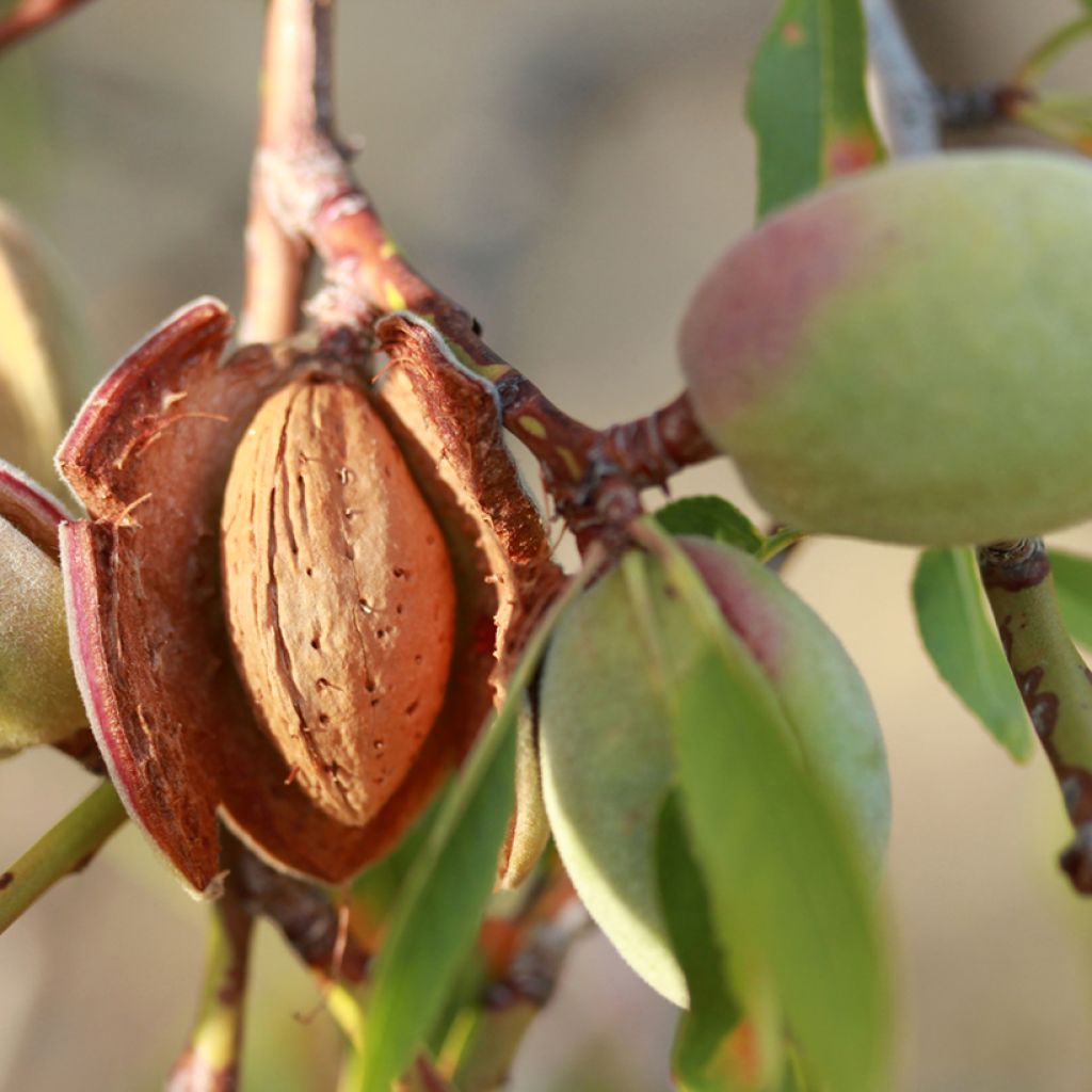 Prunus dulcis Desmayo Largueta - Almond tree