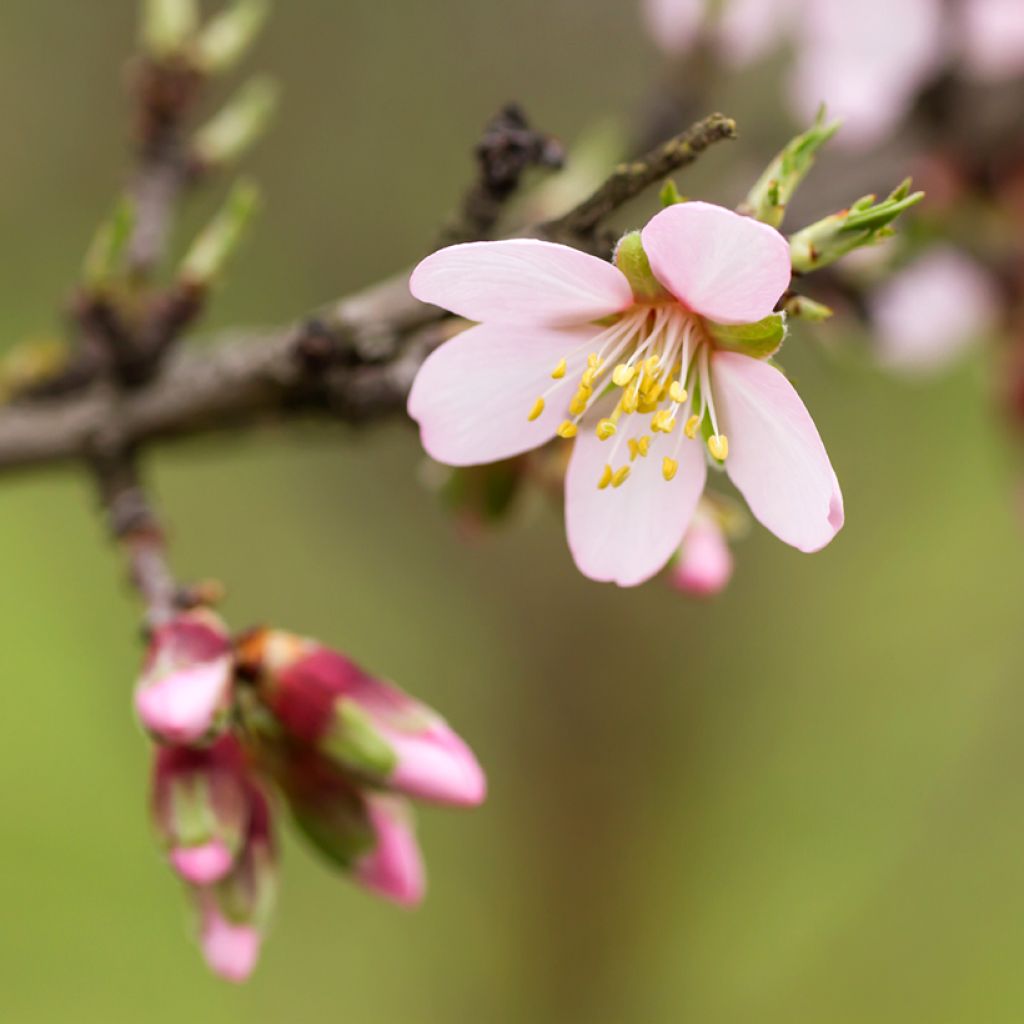 Prunus dulcis Marcona - Almond