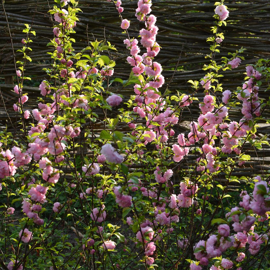 Prunus glandulosa Sinensis - Dwarf flowering Almond