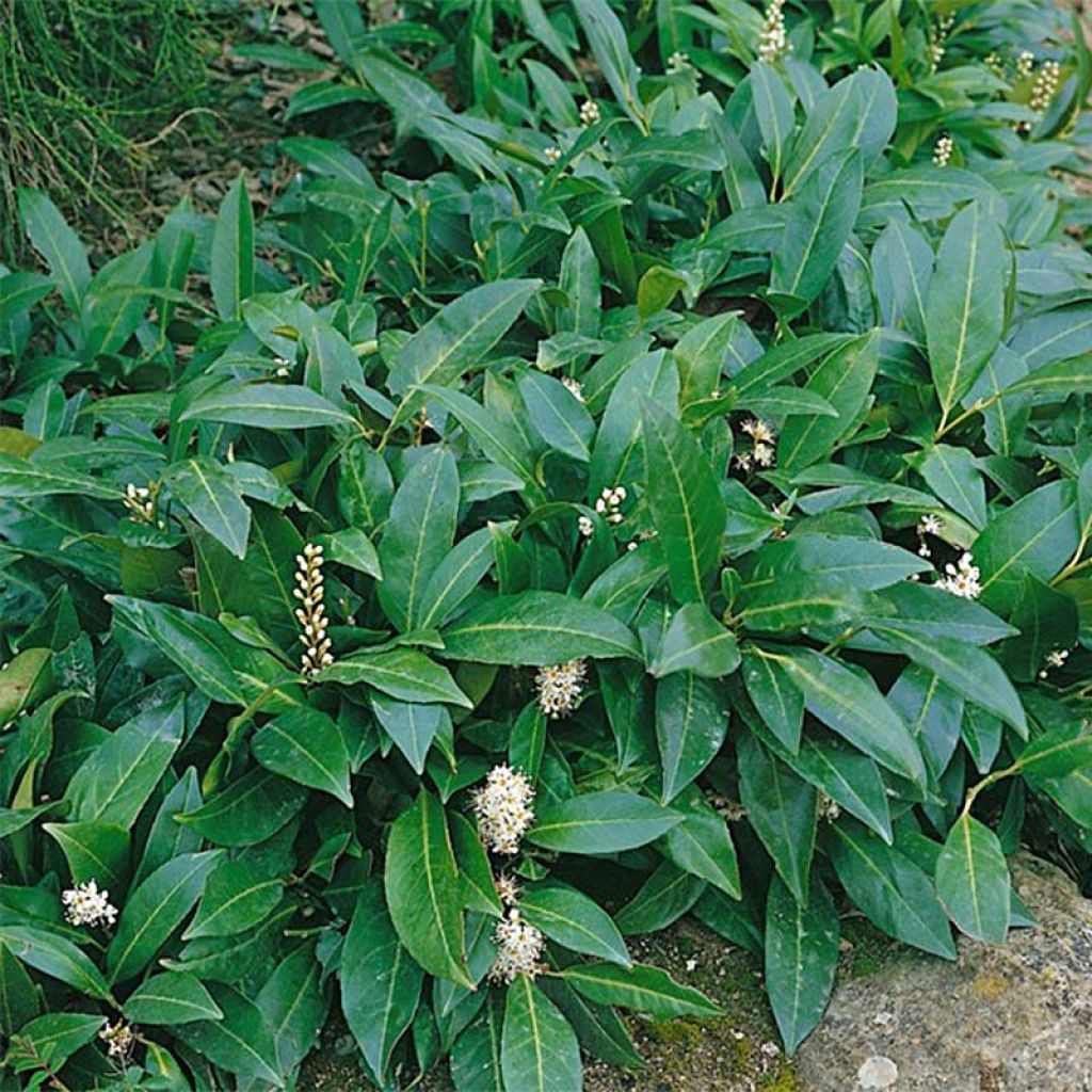 Prunus laurocerasus Herbergii- Cherry Laurel