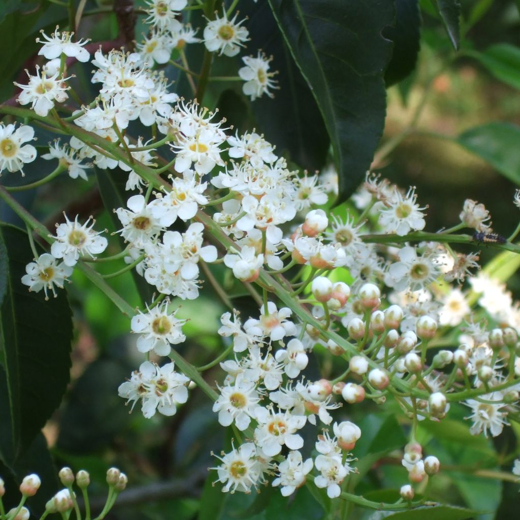 Prunus lusitanica - Portuguese Laurel