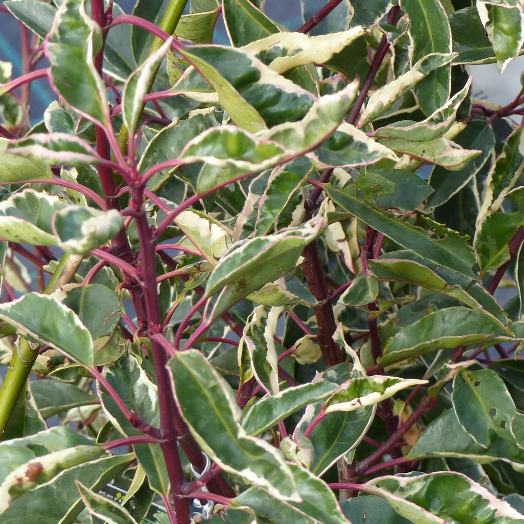 Prunus lusitanica Variegata - Portuguese Laurel