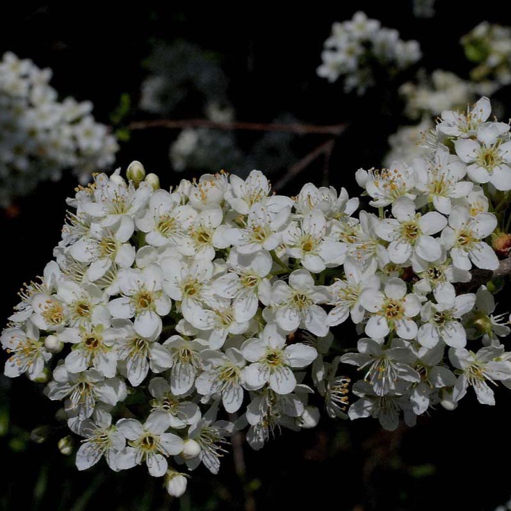 Prunus mahaleb 