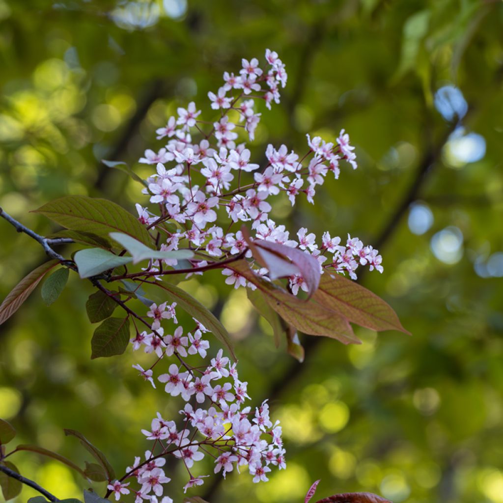 Prunus padus Colorata - Bird Cherry