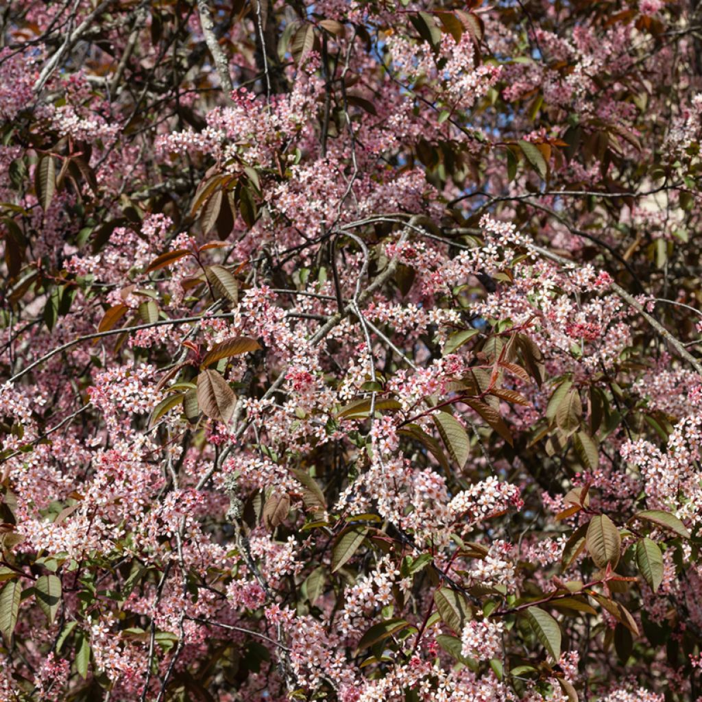 Prunus padus Colorata - Bird Cherry