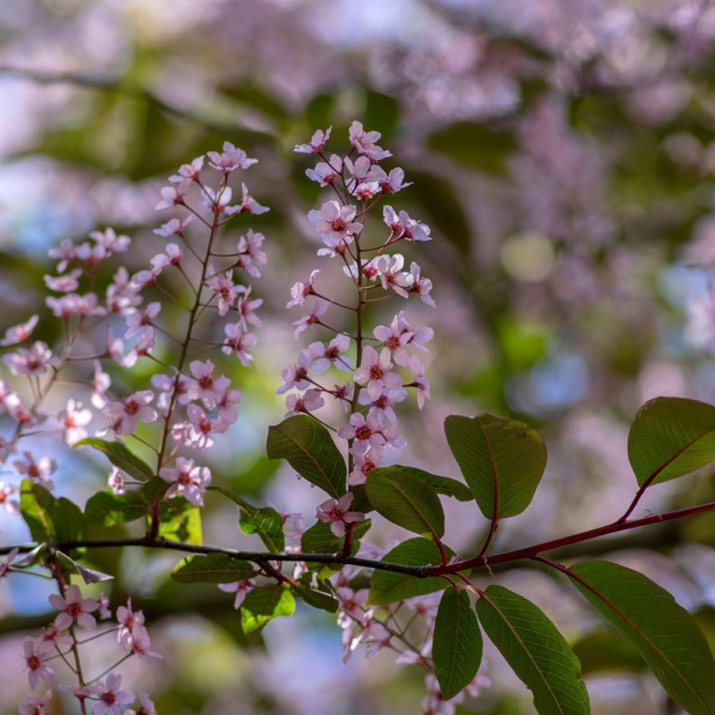 Prunus padus Colorata - Bird Cherry