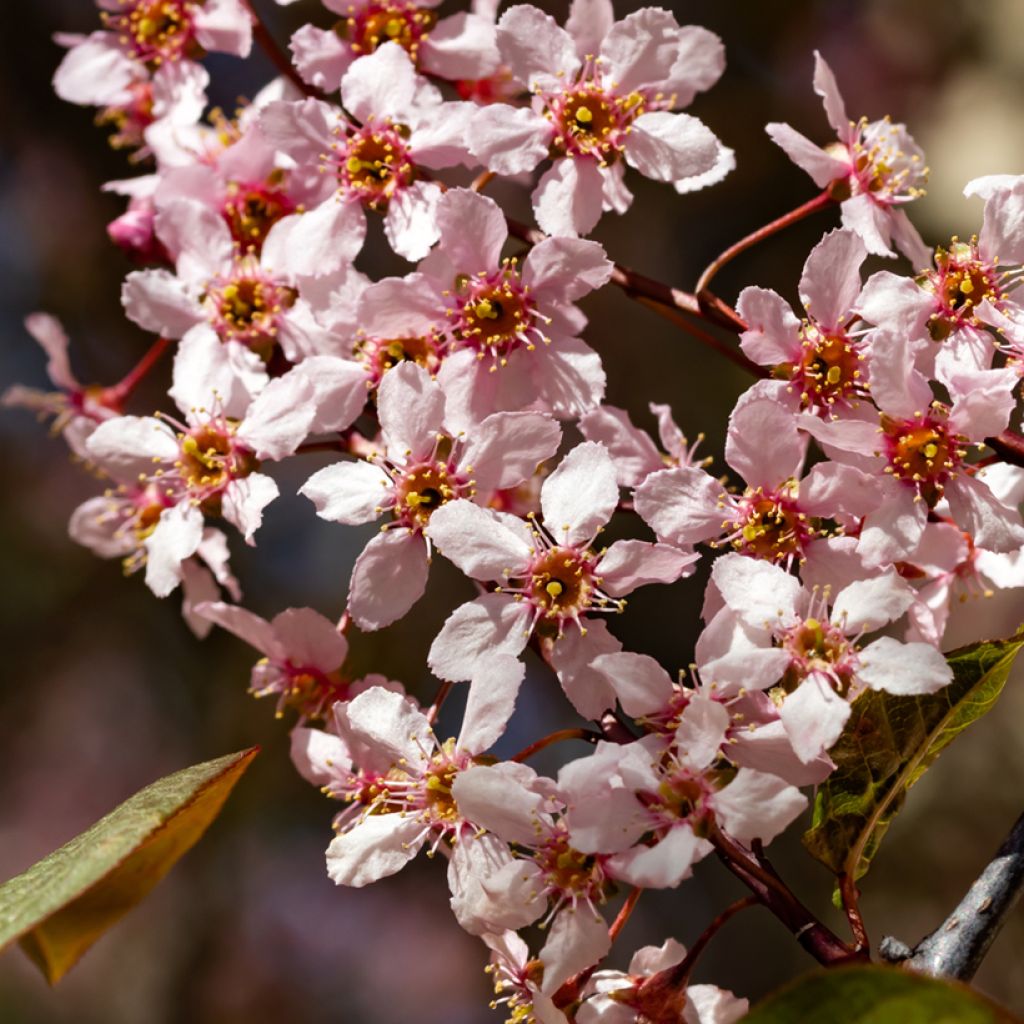 Prunus padus Colorata - Bird Cherry