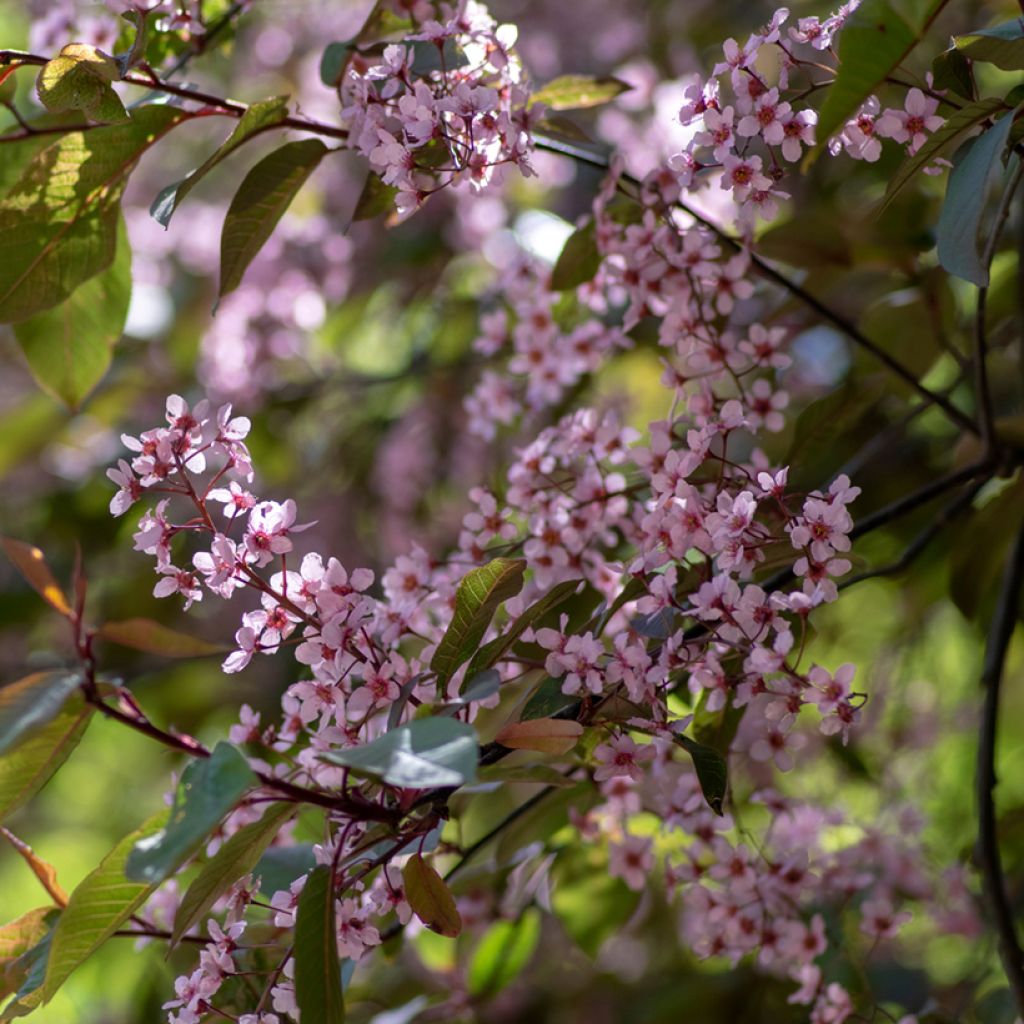 Prunus padus Colorata - Bird Cherry