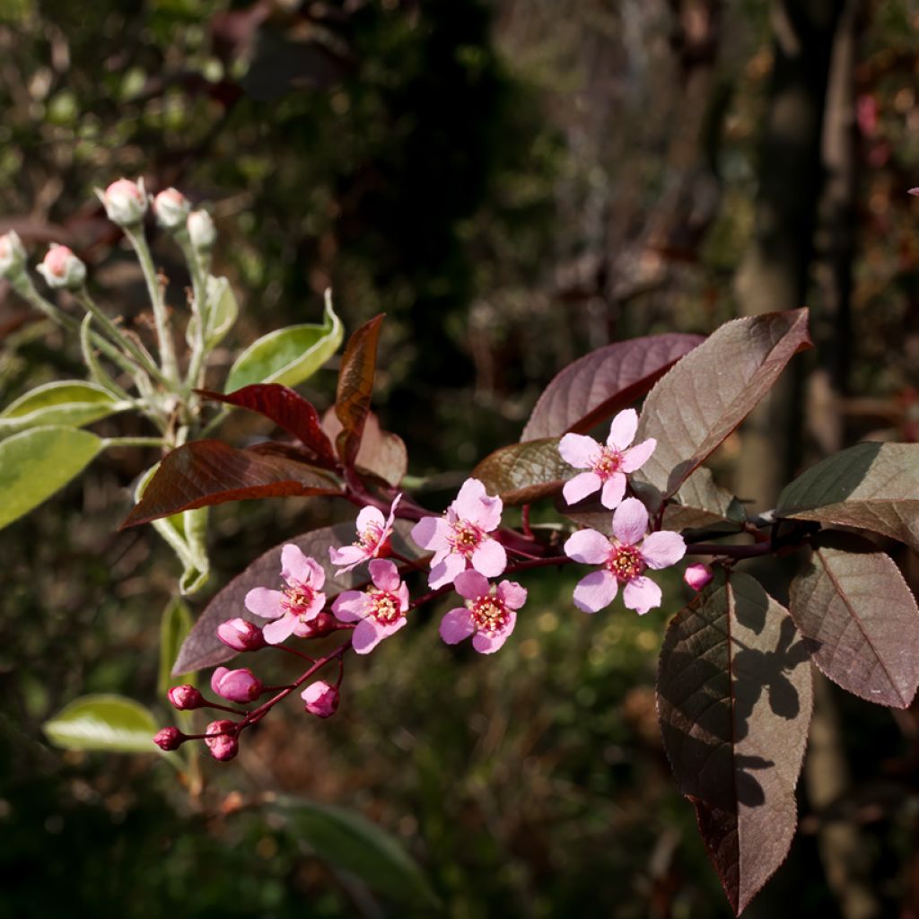 Prunus padus Colorata - Bird Cherry