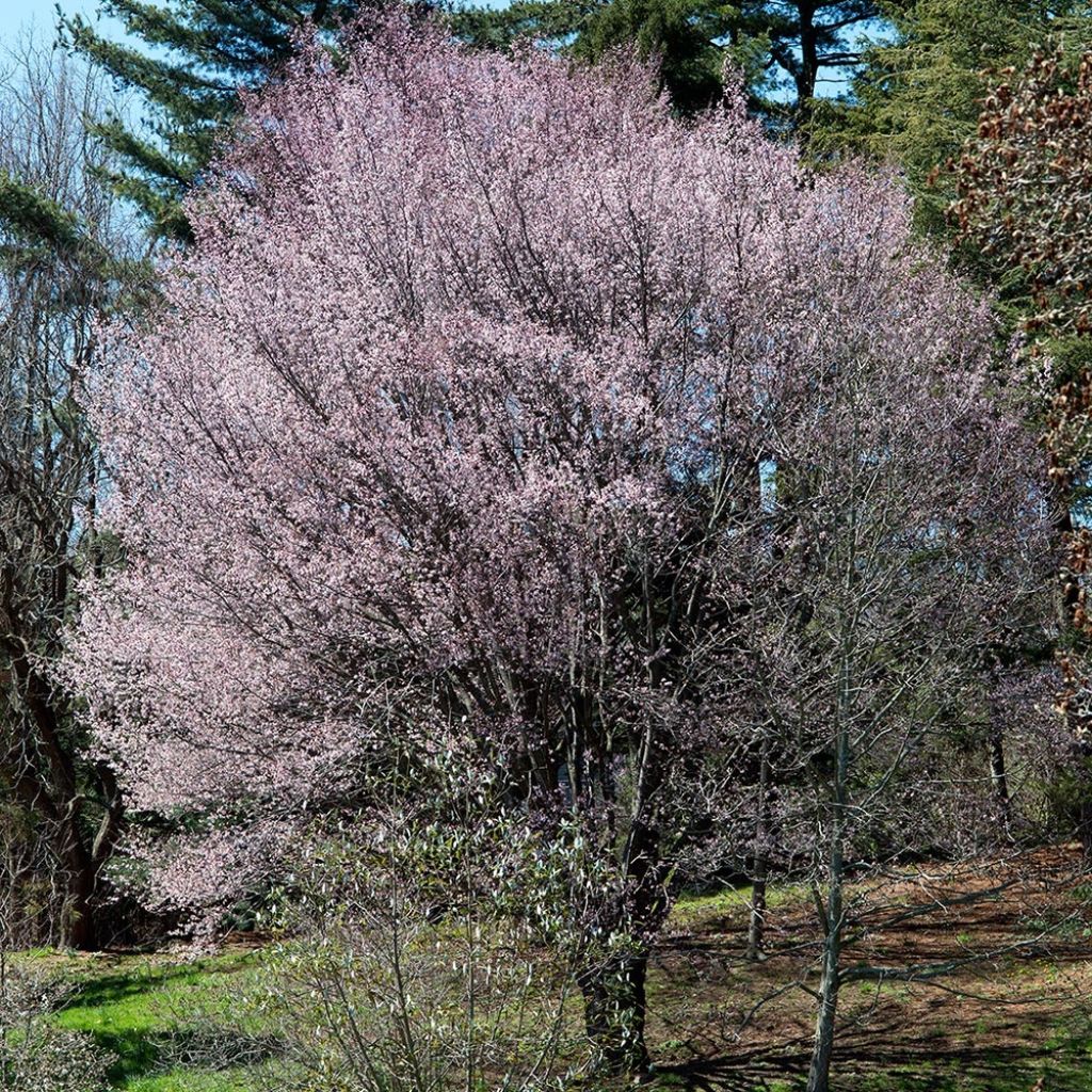 Prunus sargentii - Sargent's Cherry