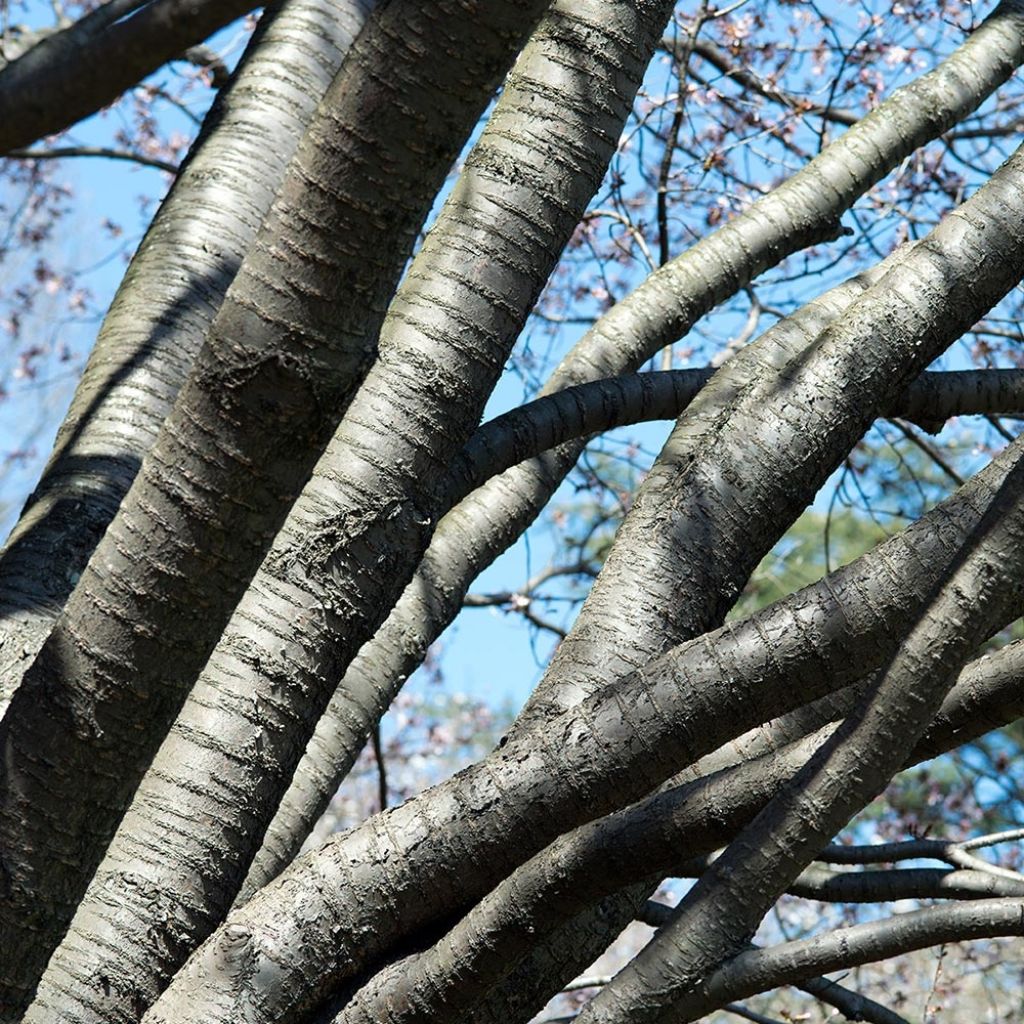 Prunus sargentii - Sargent's Cherry