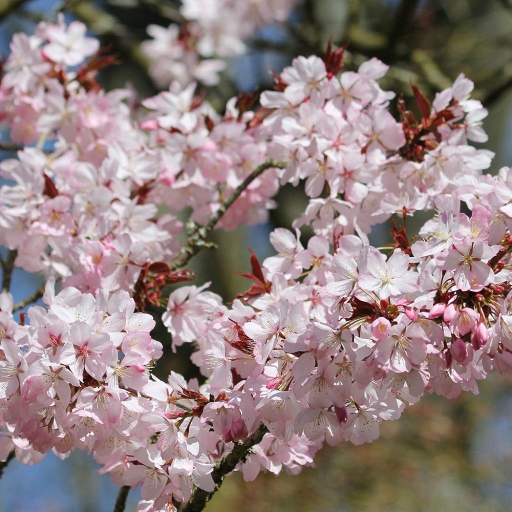 Prunus sargentii - Sargent's Cherry
