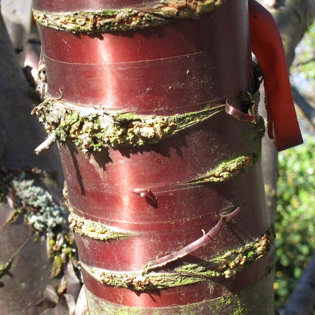 Prunus serrula - Tibetan Cherry