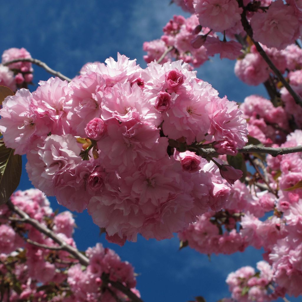 Prunus serrulata Royal Burgundy - Japanese Cherry