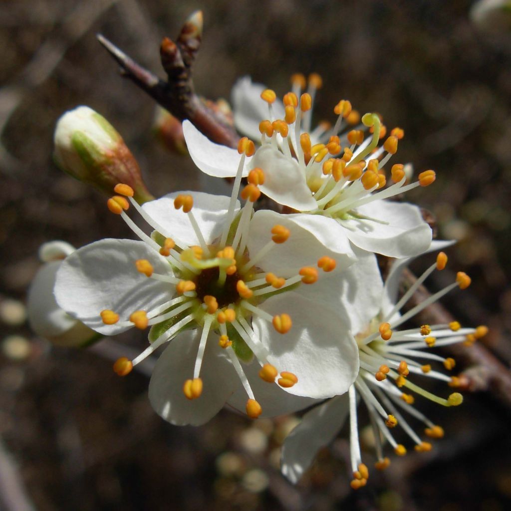 Prunus spinosa - Blackthorn