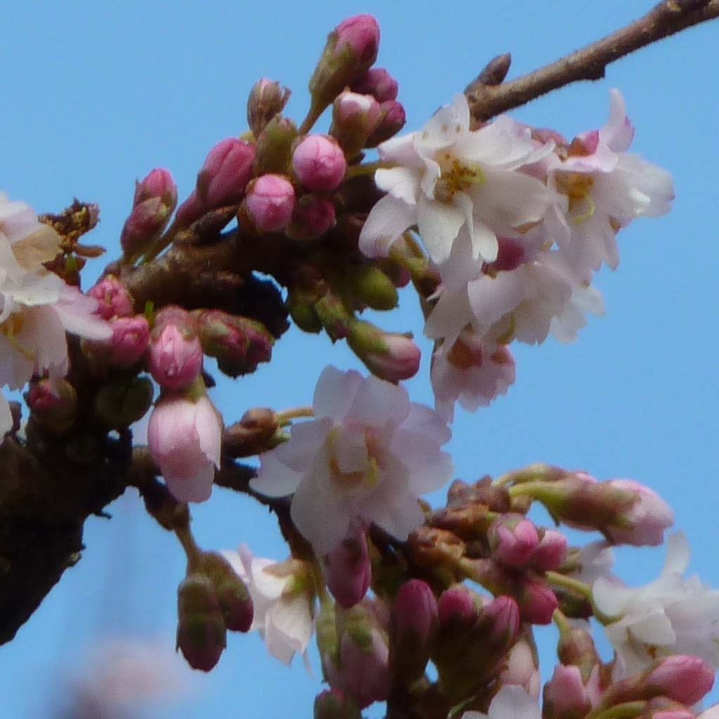 Prunus Autumnalis Rosea - Cherry